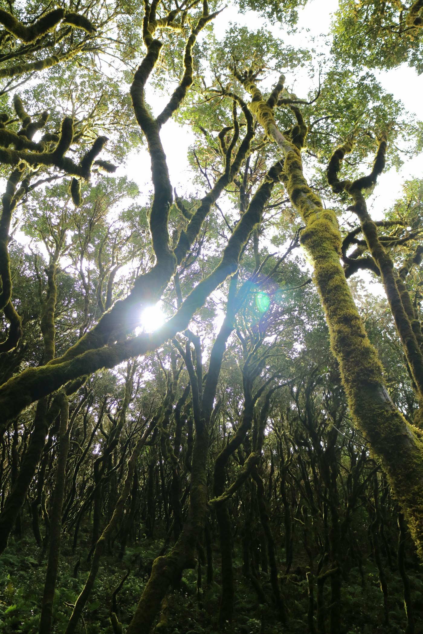 Lush forest path through a Canarian protected natural area